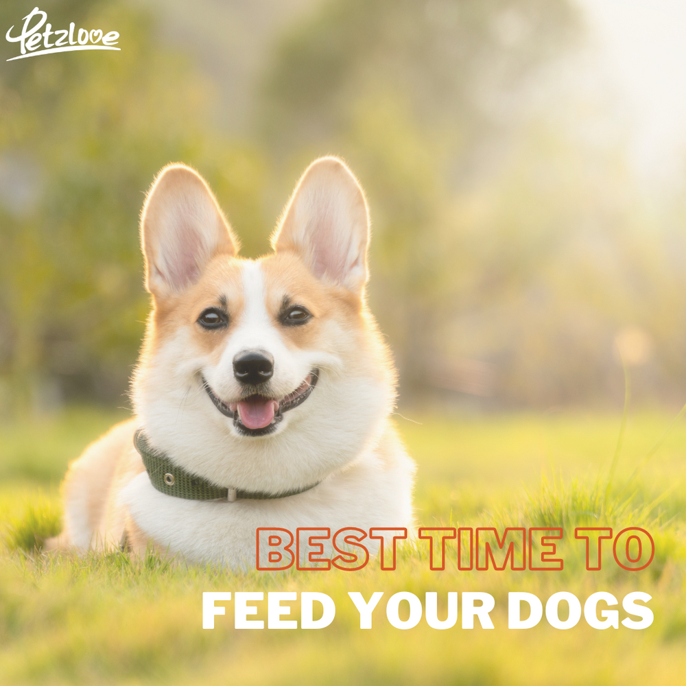 When is the best time to feed your dogs?