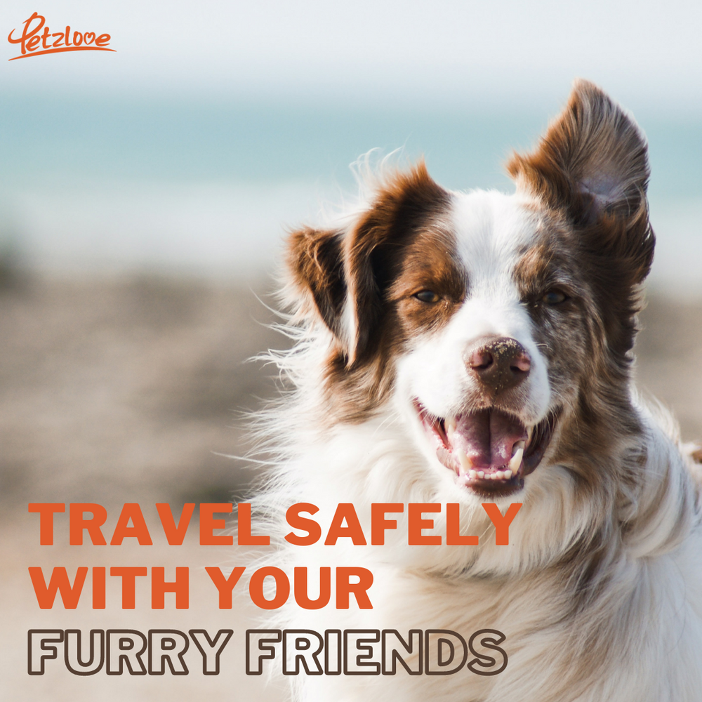 Travel safely with your furries!