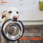 Homemade Pet Food? Here is What You Need to Know!