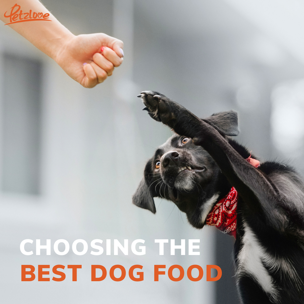 How to choose the best dog food for your furries' breed and age?