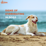 Signs of overheating in dogs