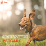 Spring-time Pet Care