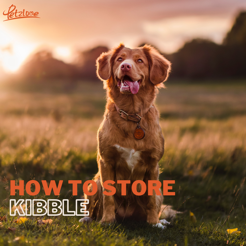 How To Store Kibble