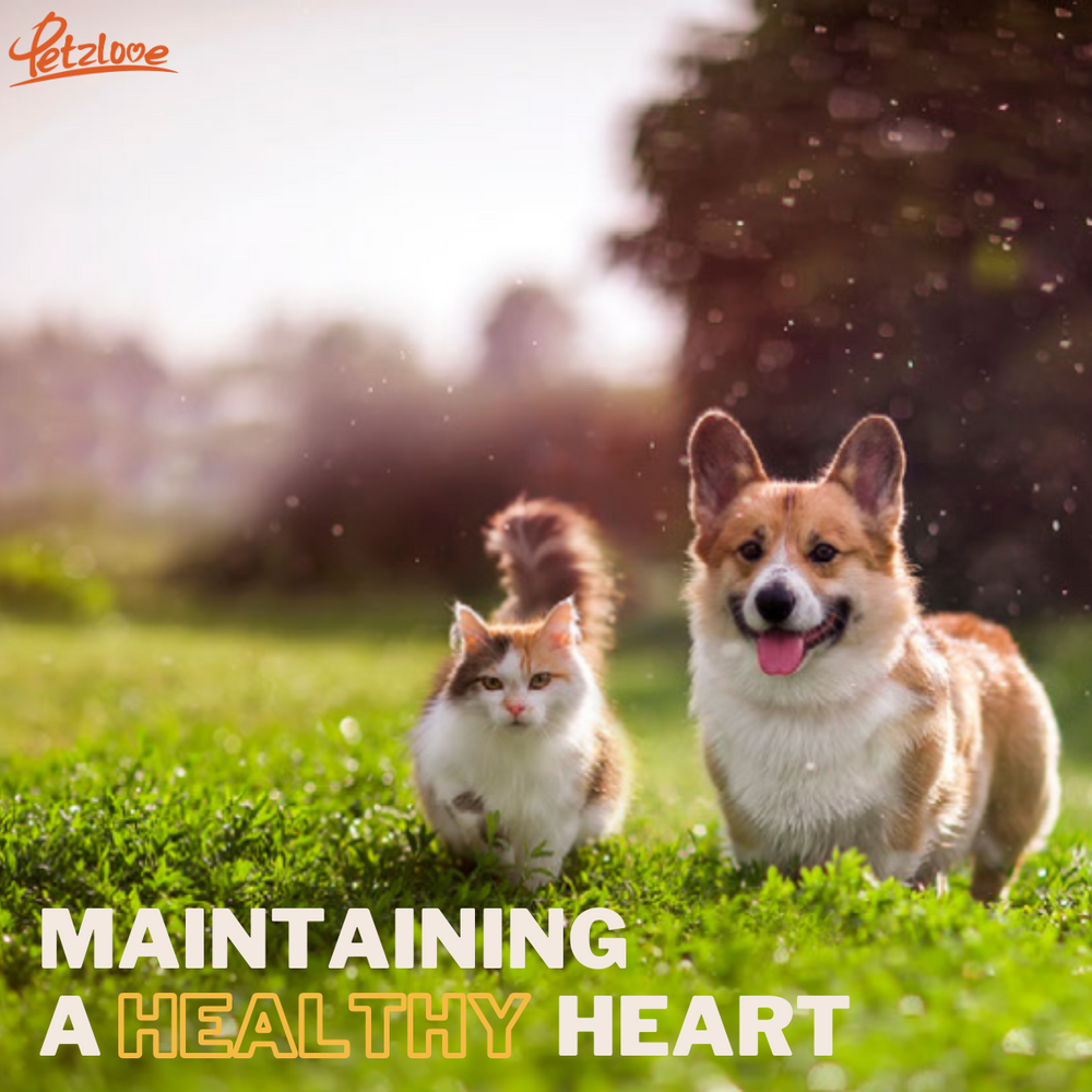 Maintaining a Healthy Heart