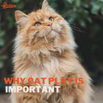 Why cat play is important