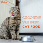 A Guide to Choosing the Best Cat Food for Your Cats’ Breed and Age