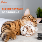 The Importance of Grooming for Your Pets: Beyond a Fluffy Appearance
