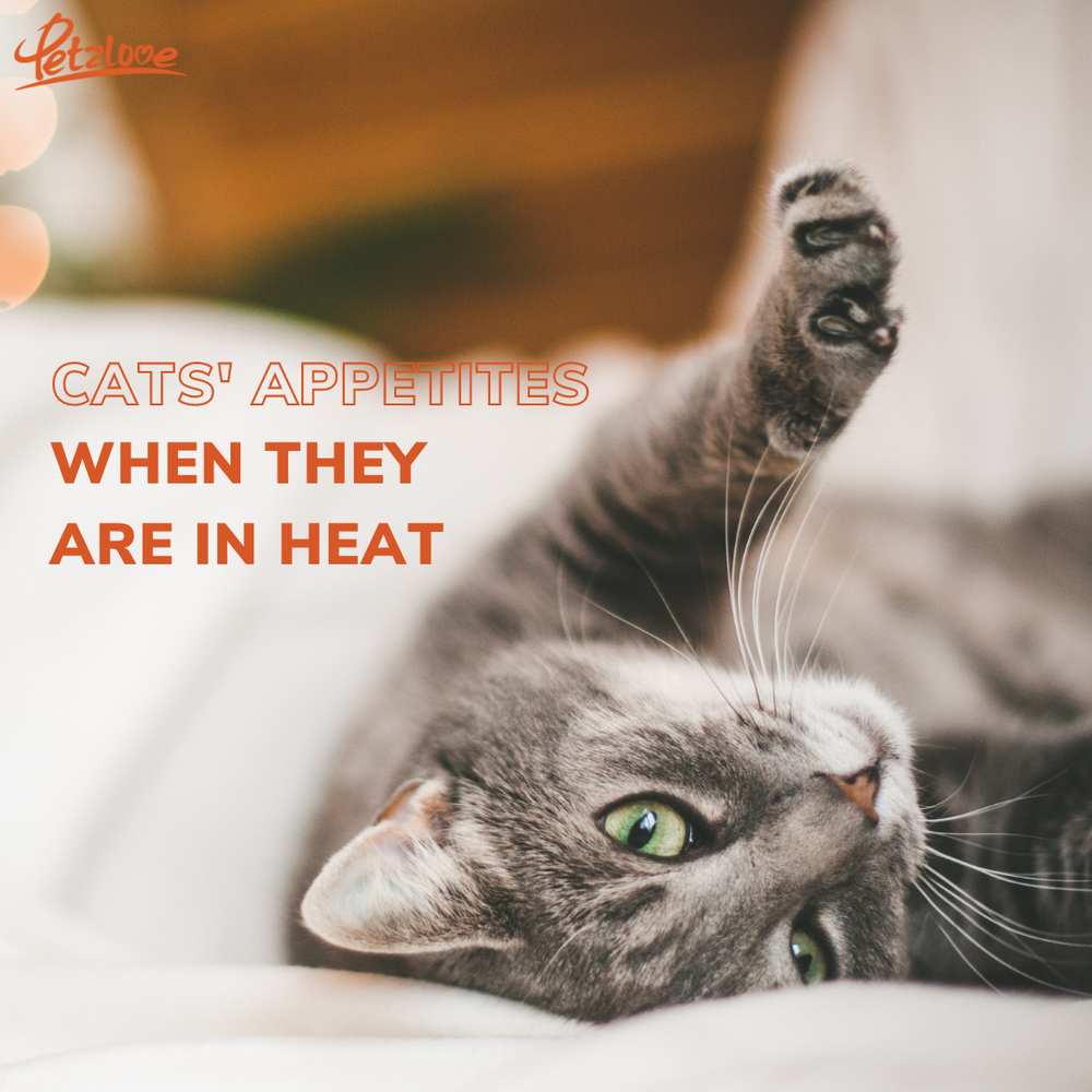 Paws and Appetite: Why Your Cat Eats Less in the Summer
