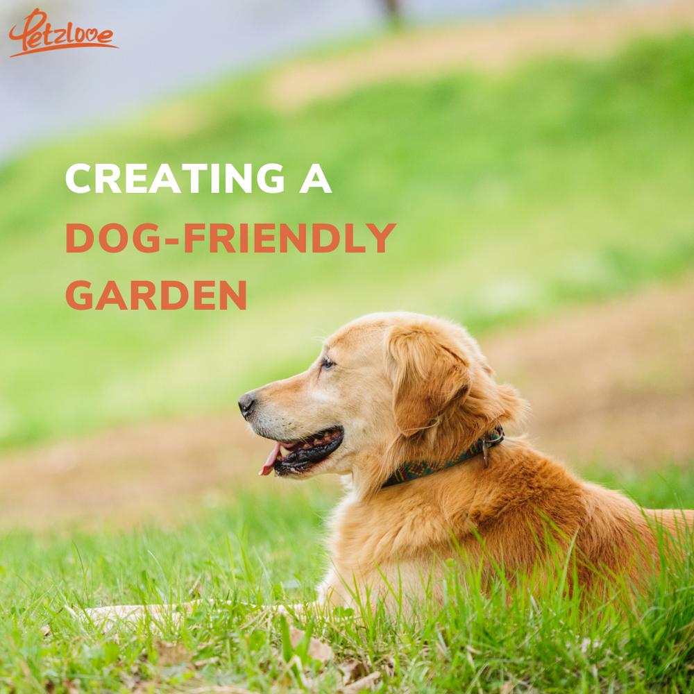 Creating a Dog-Friendly Garden
