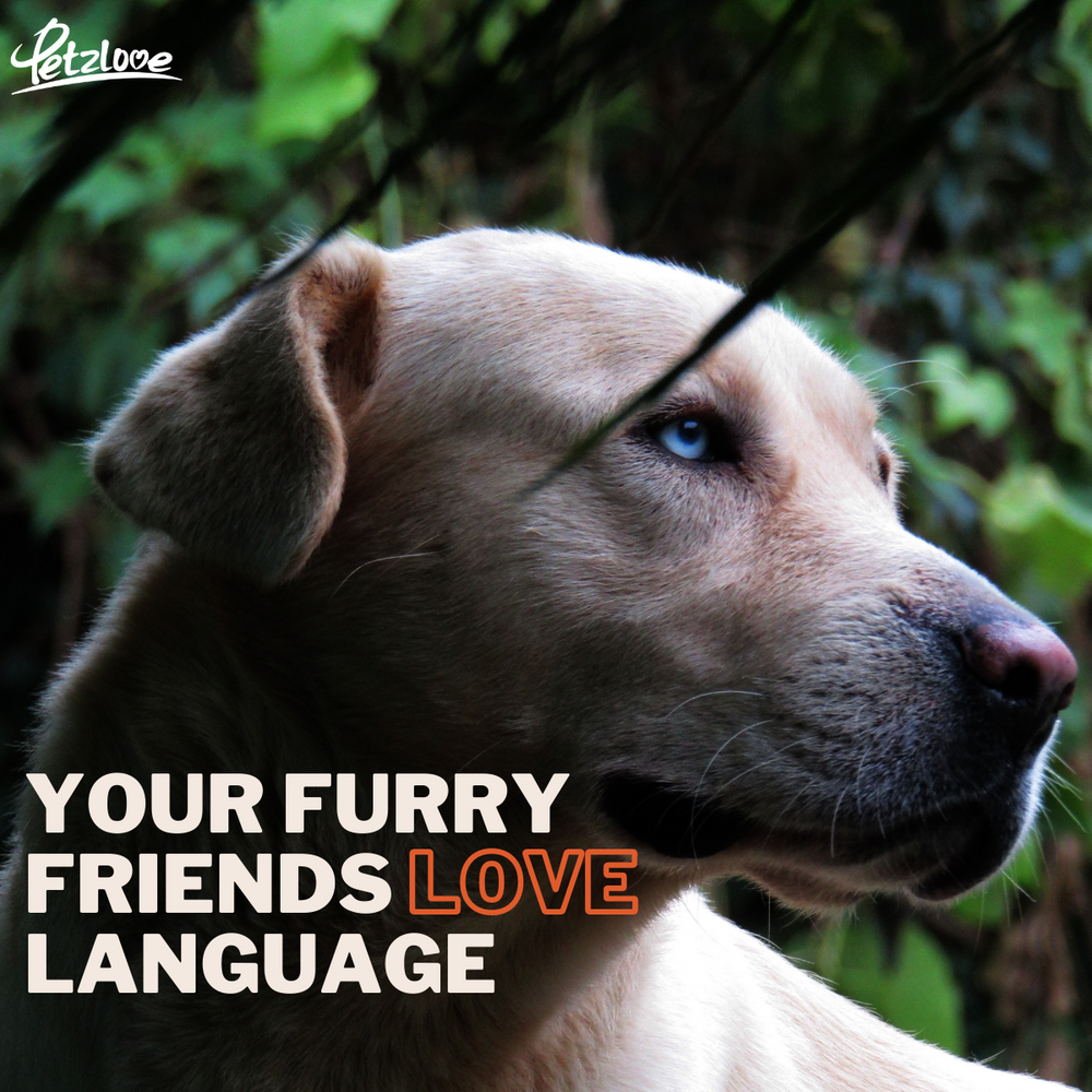 Your Furry Friends Love Language