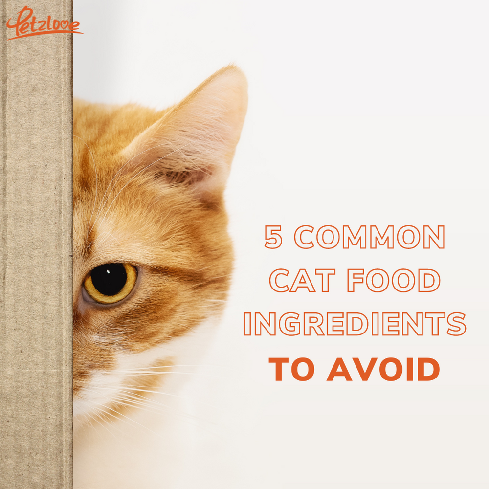 5 Common Cat Food Ingredients to Avoid