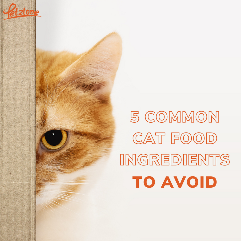 5 Common Cat Food Ingredients to Avoid Petzlove