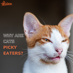 Why Are Cats Such Picky Eaters?