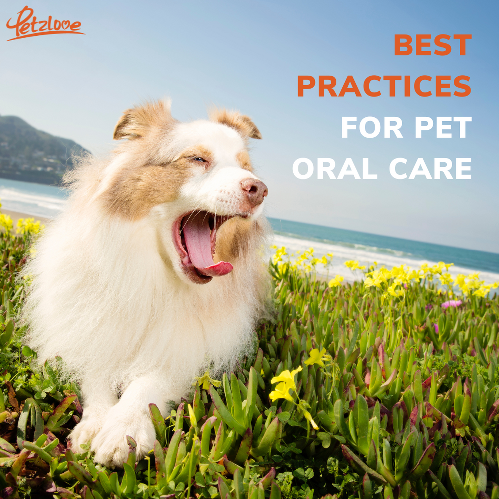 Best Practices for Maintaining Your Pets' Oral Health