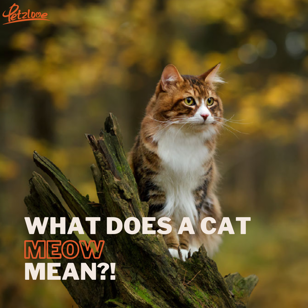 What Does a Cat Meow Mean?!