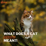 What Does a Cat Meow Mean?!