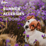 Identifying Summer Allergies in Dogs